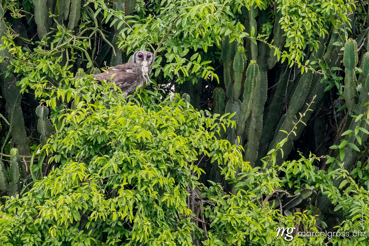 Uganda Bilder. Verreaux's eagle-owl with a fresh caught frog in Queen Elizabeth National Park, Uganda. Marcel Gross Photography