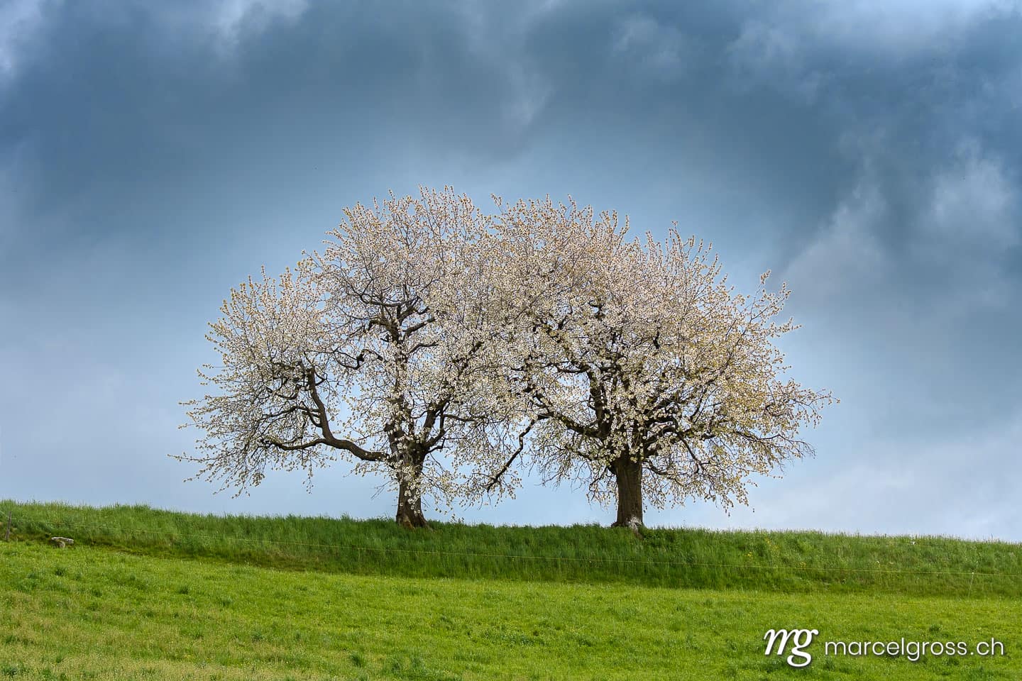 Frühlingsbilder Schweiz. Blühende Apfelbäume im Emmental. Marcel Gross Photography