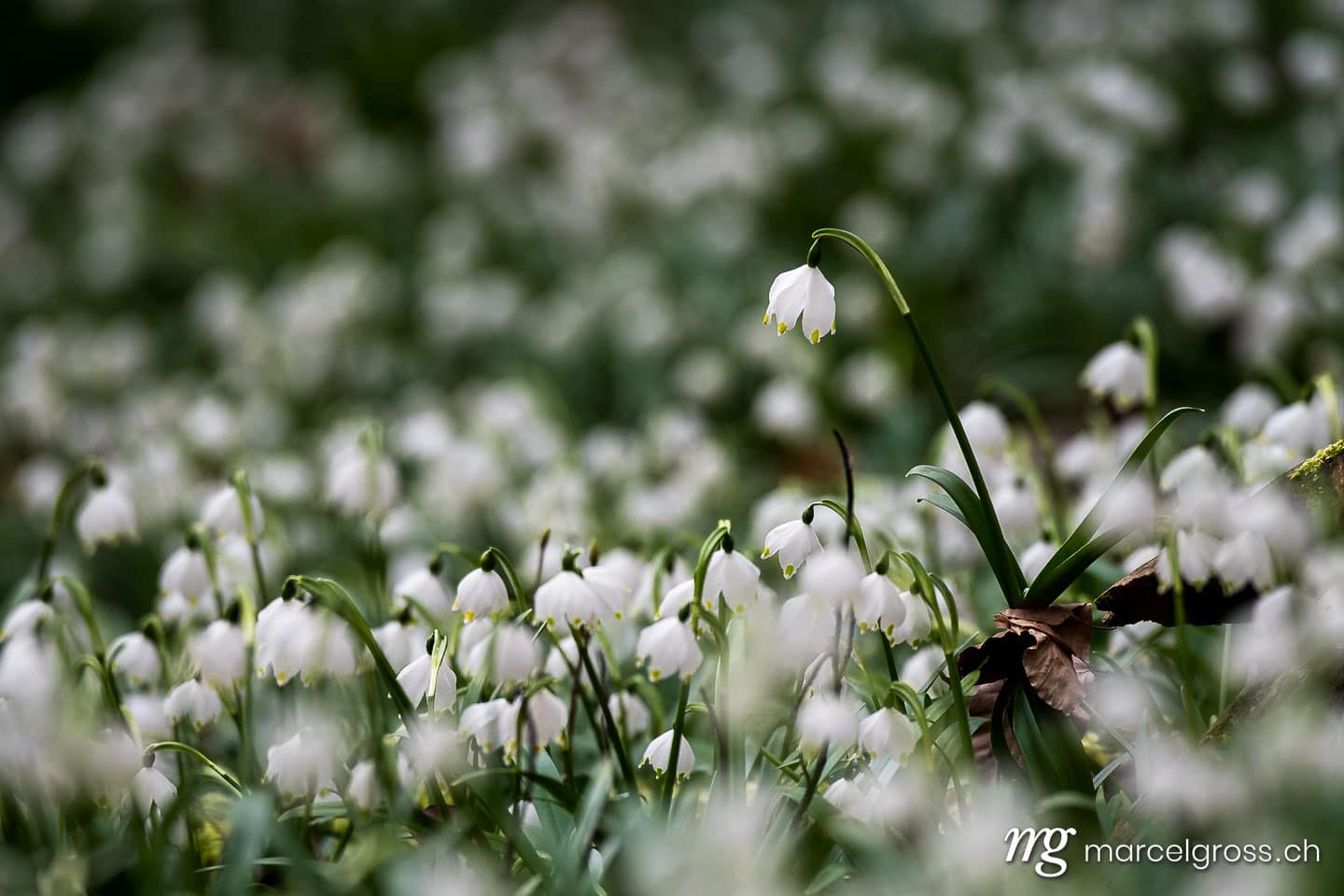 Frühlingsbilder Schweiz. spring snowflakes in a forest (german Märzenbecher, lat. Leucojum vernum) in Switzerland. Marcel Gross Photography