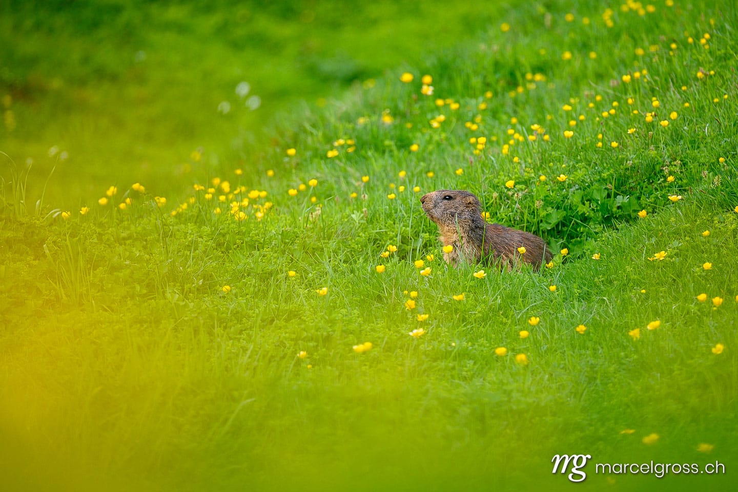 Sommerbilder Schweiz. Alpine marmot (Marmota marmota) in a lush green alpine summer meadow in the Bernese Alps. Marcel Gross Photography