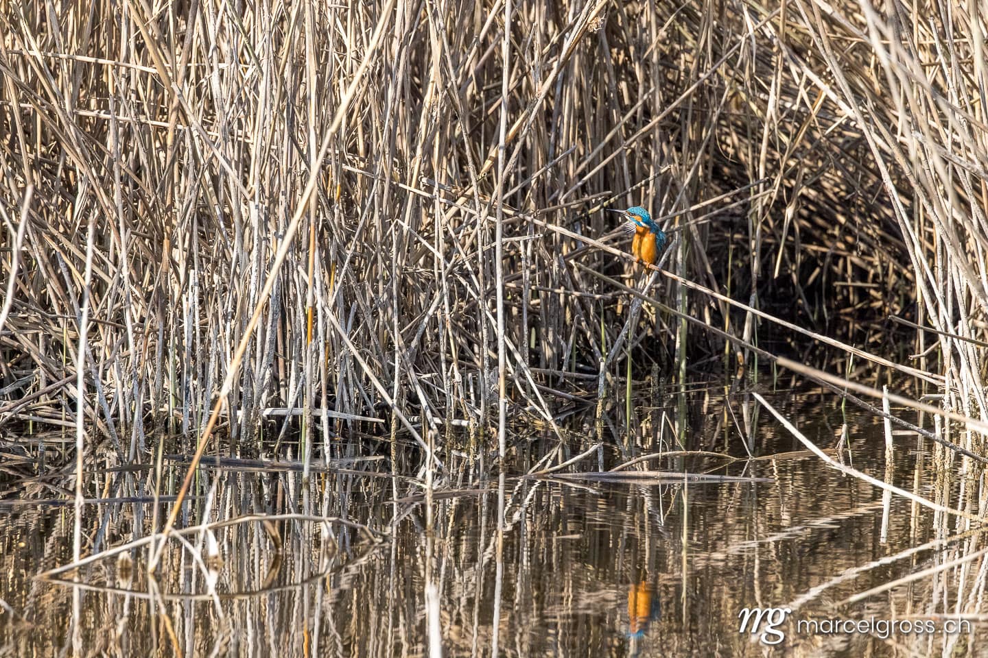 Swiss kingfisher at a pond. Bird pictures Switzerland (c) Marcel Gross Photography