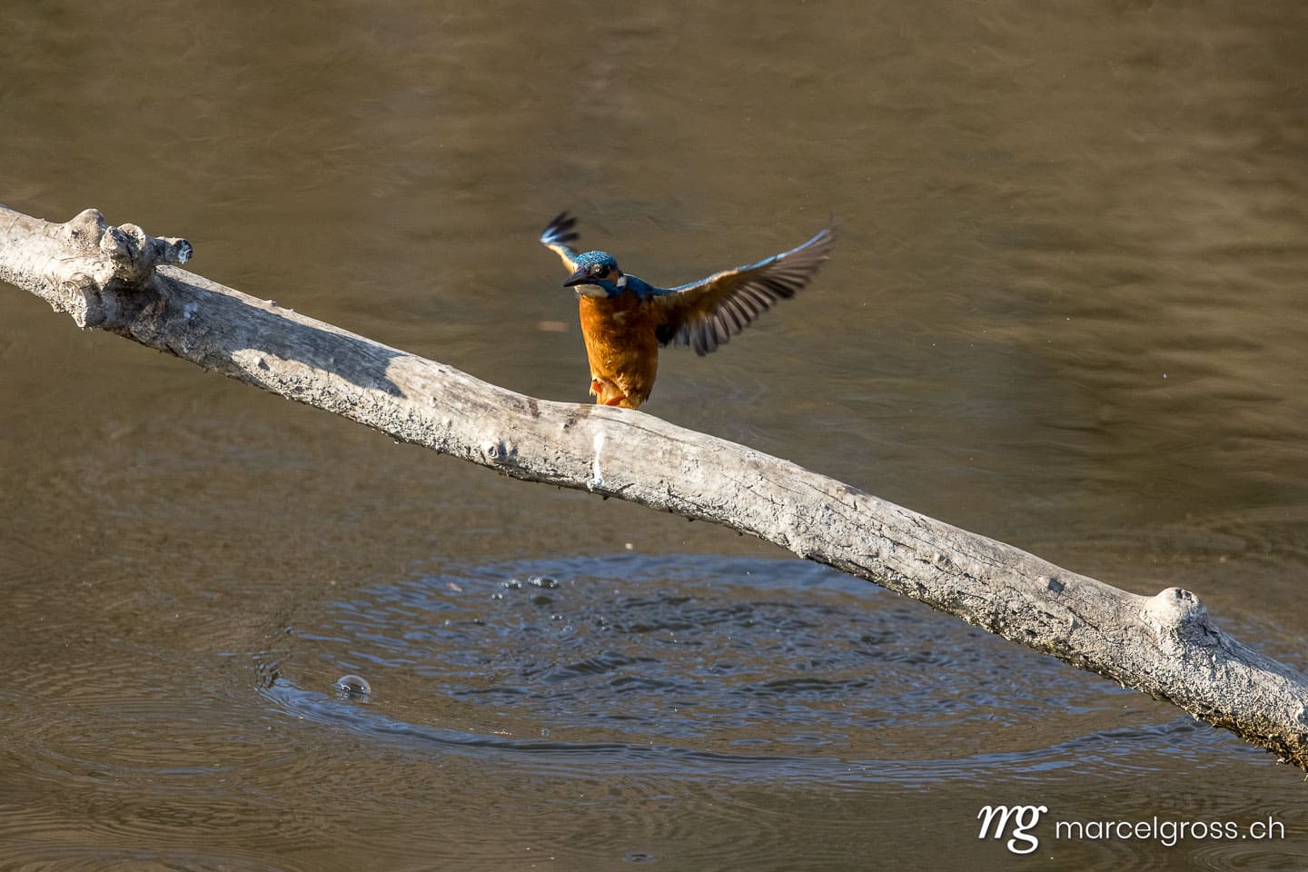 Swiss kingfisher at a pond. Bird pictures Switzerland (c) Marcel Gross Photography