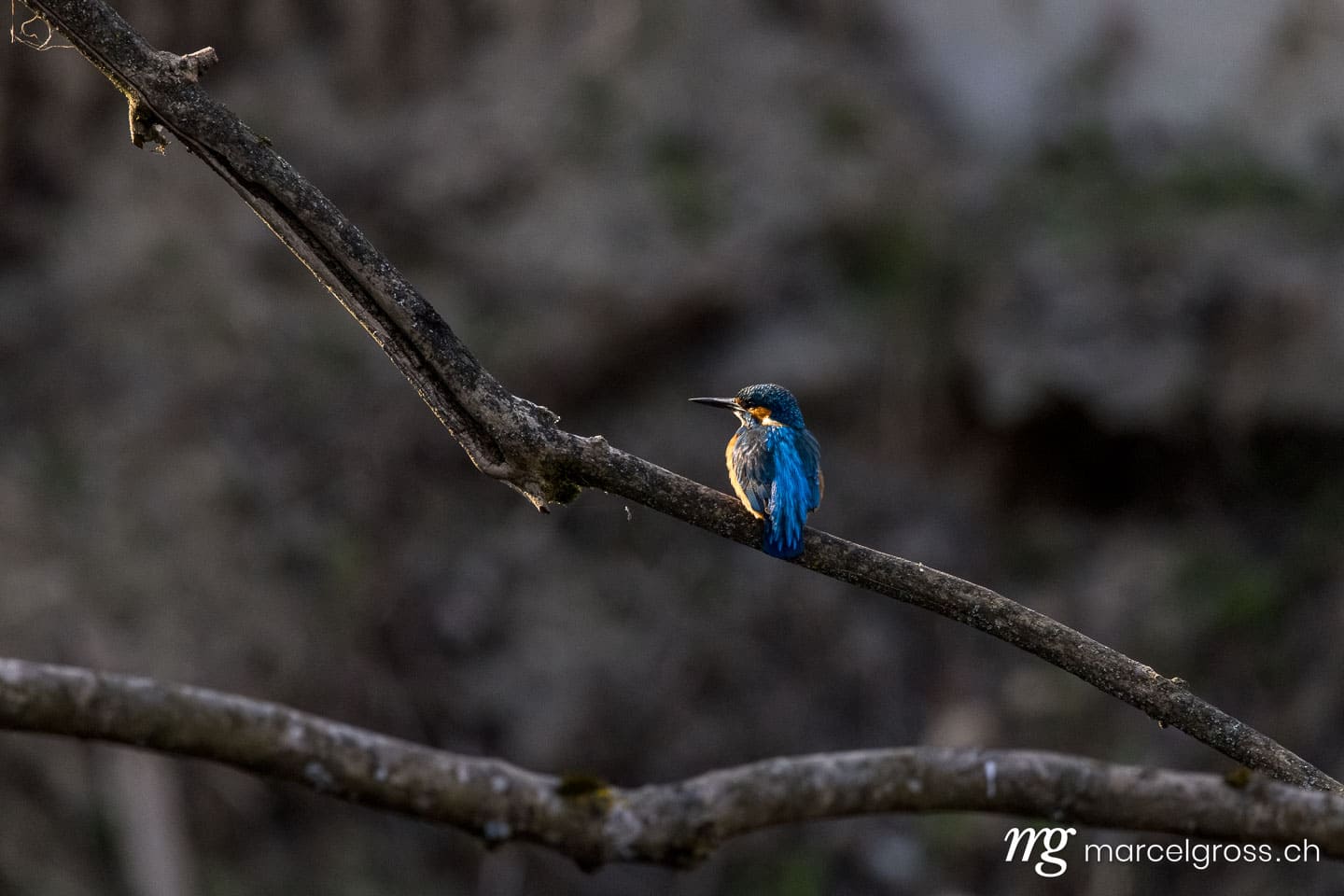 Swiss kingfisher at a pond. Bird pictures Switzerland (c) Marcel Gross Photography