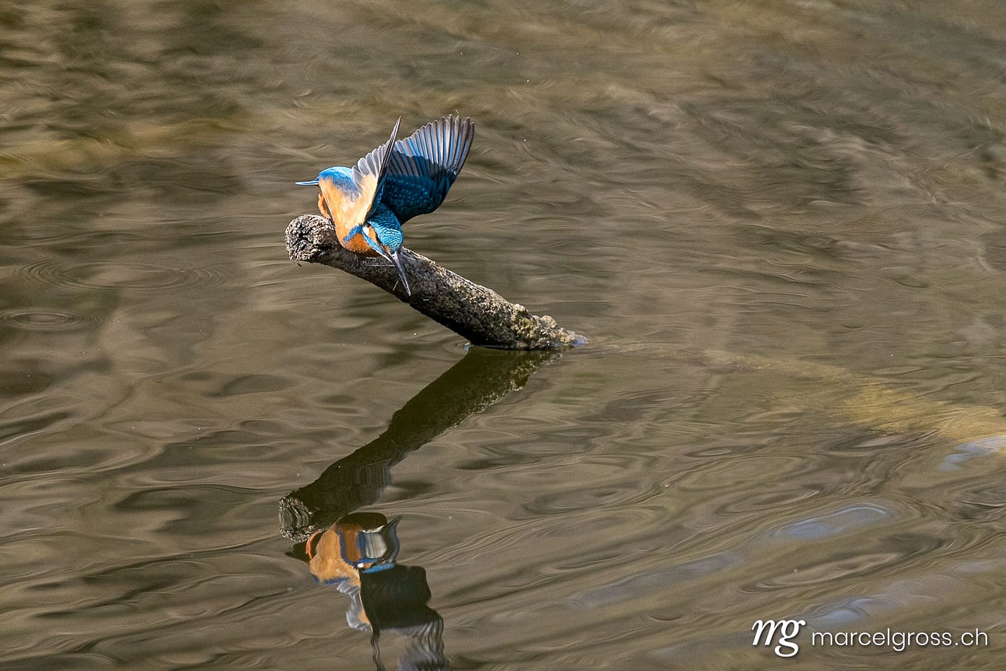 Swiss kingfisher at a pond. Bird pictures Switzerland (c) Marcel Gross Photography