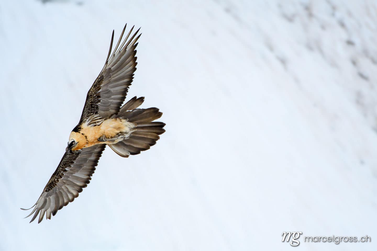 . Bearded vulture (Gypaetus barbatus) in flight in Valais, Switzerland. Marcel Gross Photography