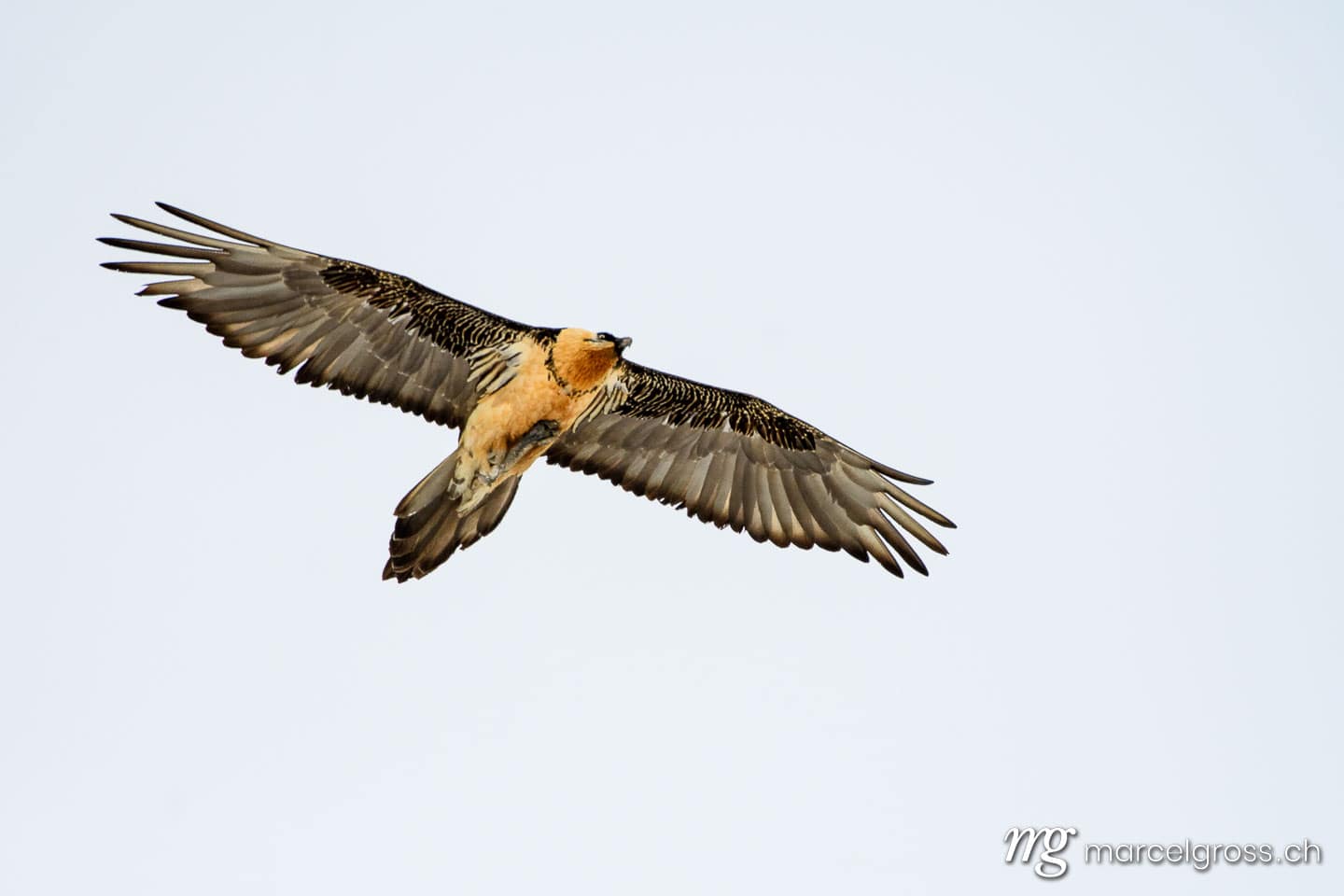 . Bearded vulture (Gypaetus barbatus) in flight in Valais, Switzerland. Marcel Gross Photography