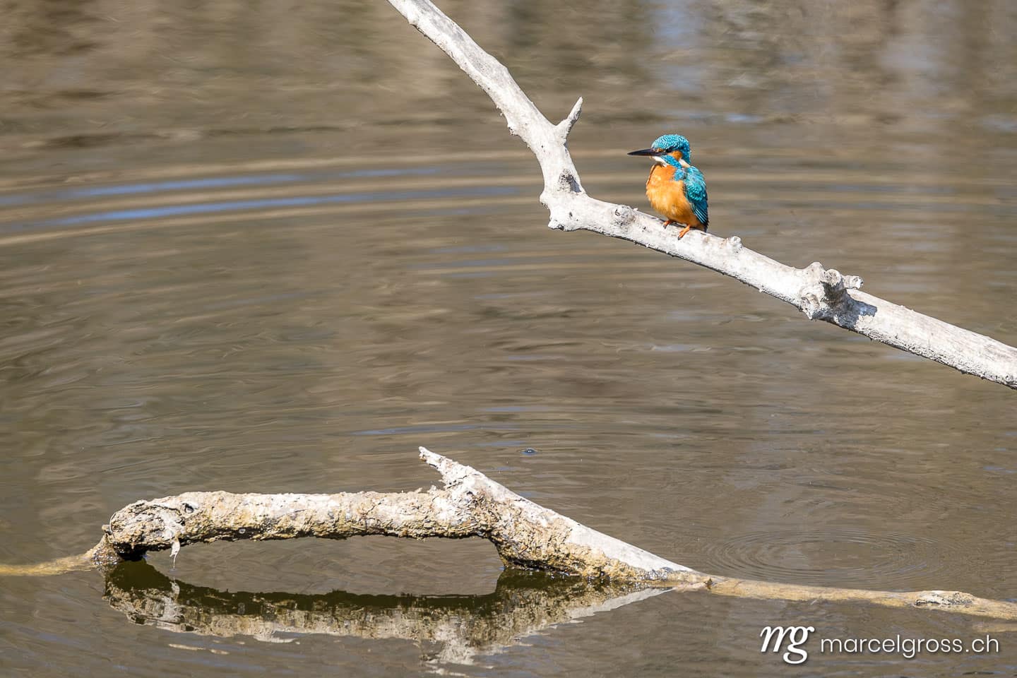 Common Kingfisher (Alcedo atthis) in the Seeland region, Switzerland. Bird photos Switzerland (c) Marcel Gross Photography