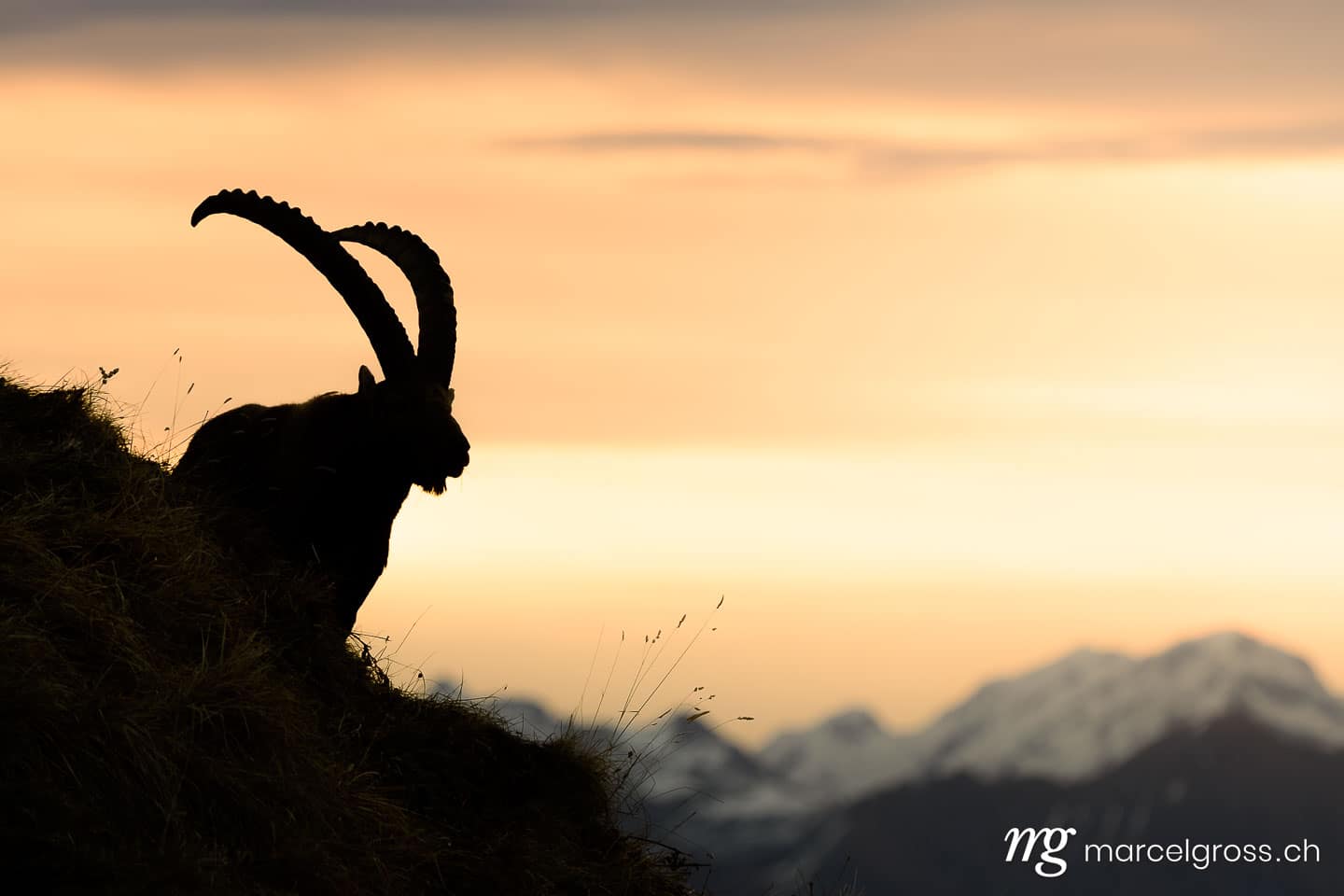 . silhouette of an impressive male ibex (Capra ibex) in the Bernese alps during sunrise. Marcel Gross Photography