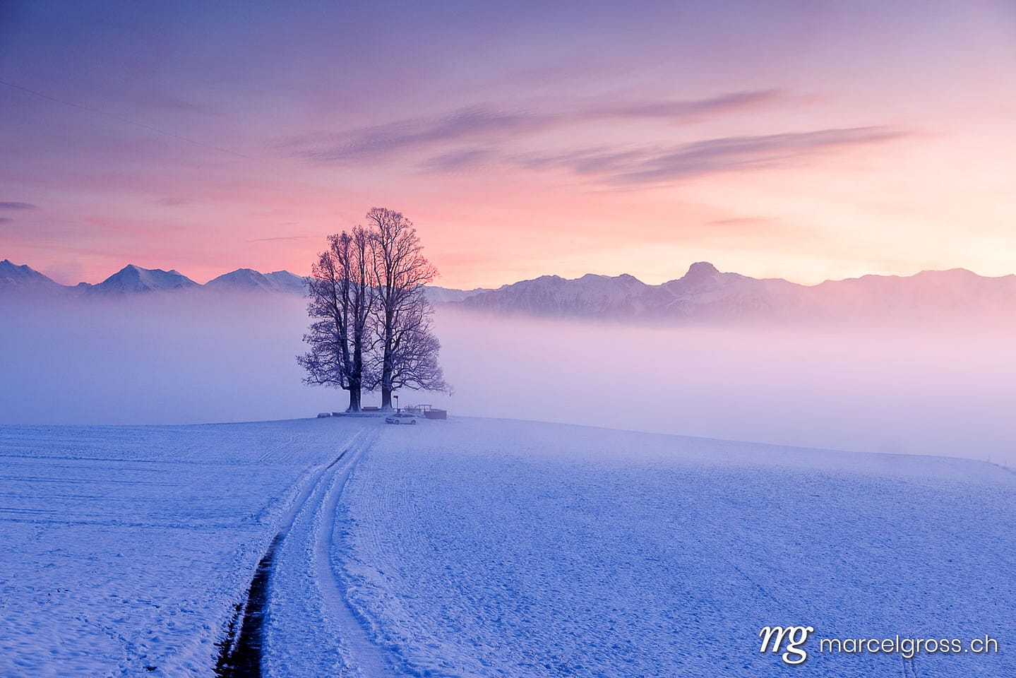 Winterbild Schweiz. misty conditions with a tilia tree during a colorful sunset on Ballenbühl in Emmental. Marcel Gross Photography