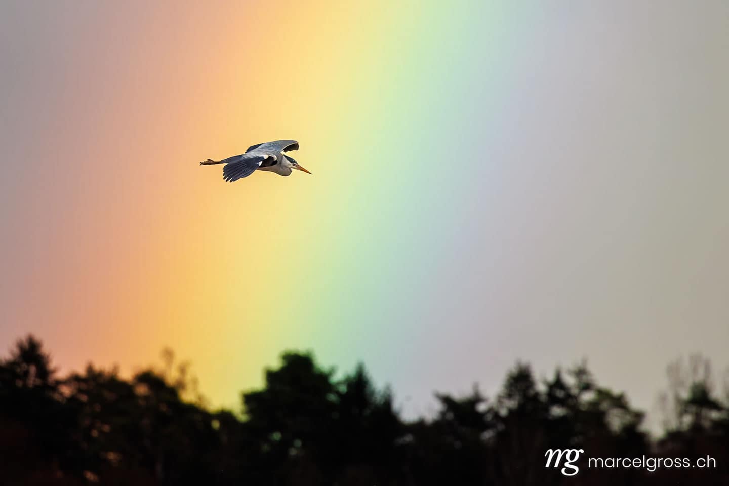 swiss bird pictures. . Marcel Gross Photography