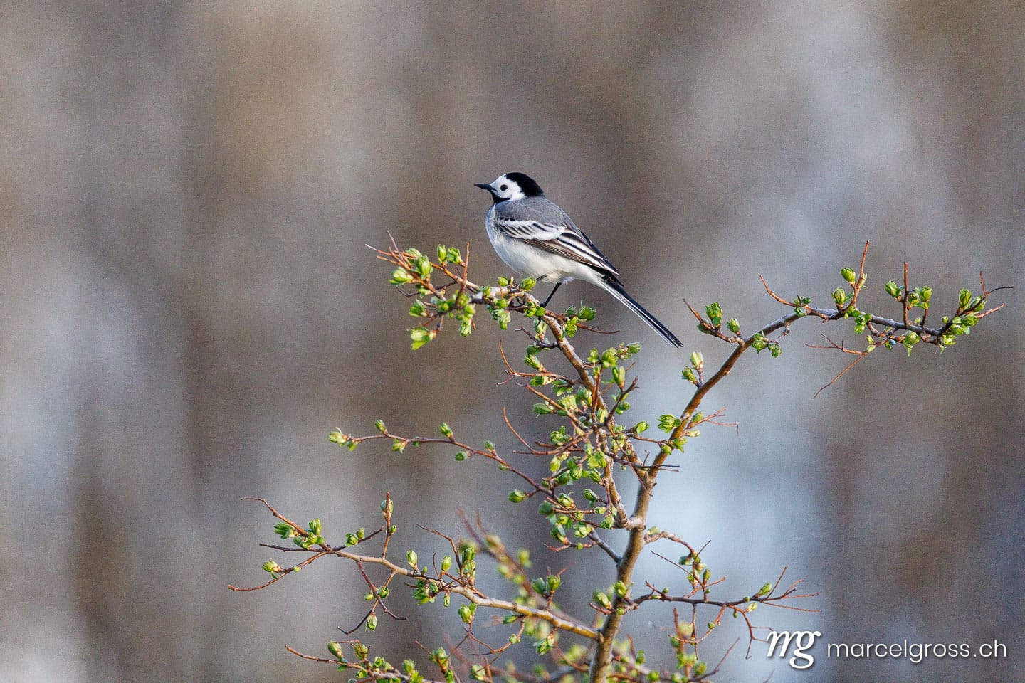 swiss bird pictures. . Marcel Gross Photography