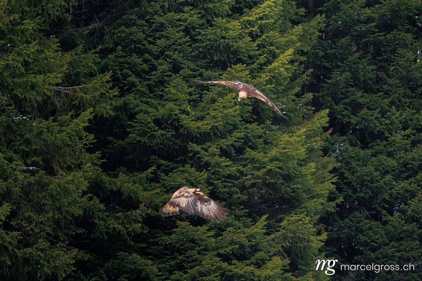 swiss bird pictures. . Marcel Gross Photography