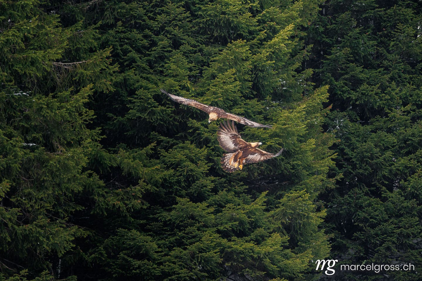 swiss bird pictures. . Marcel Gross Photography