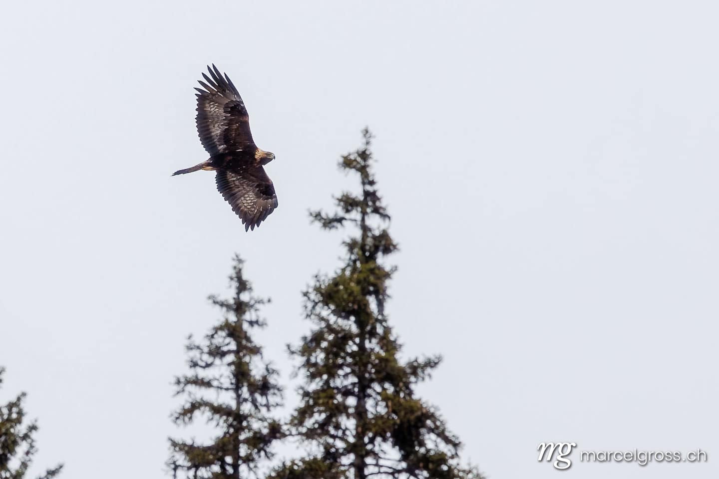 swiss bird pictures. . Marcel Gross Photography