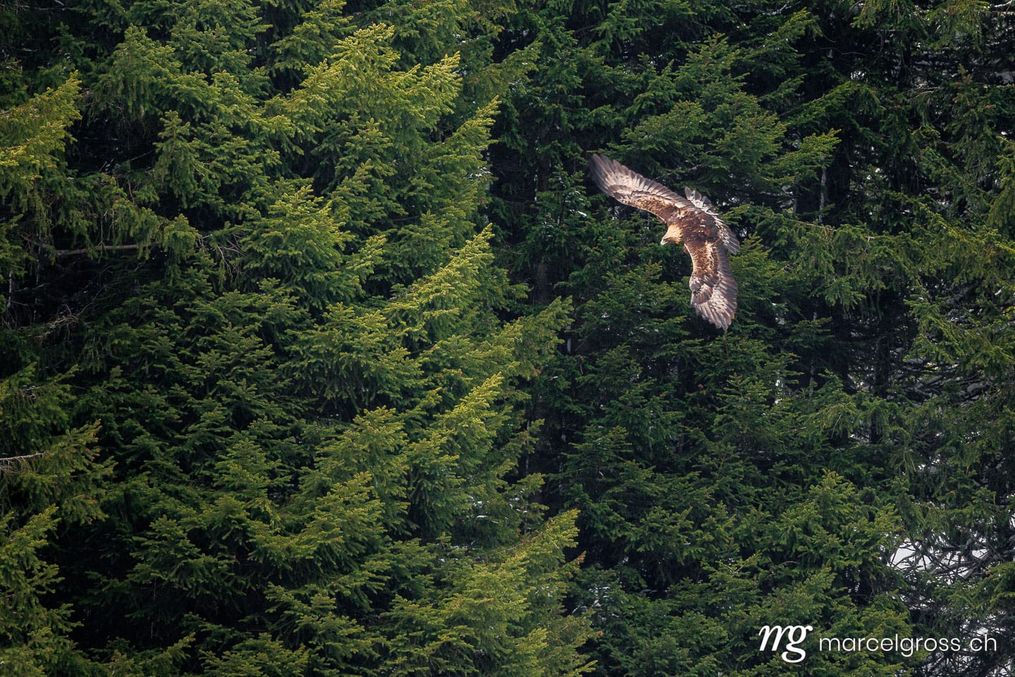 swiss bird pictures. . Marcel Gross Photography