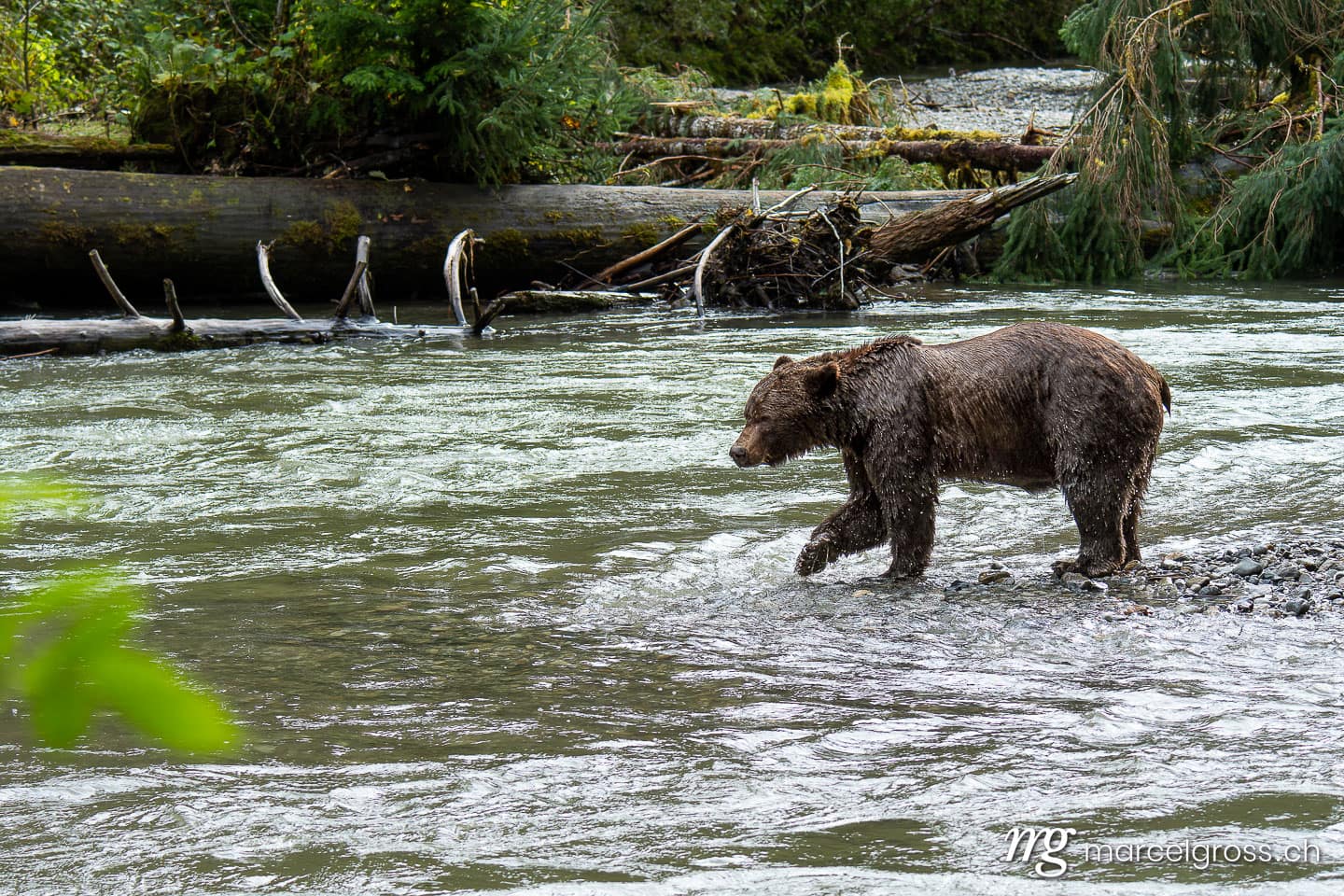 Grizzly bear pictures. . Marcel Gross Photography