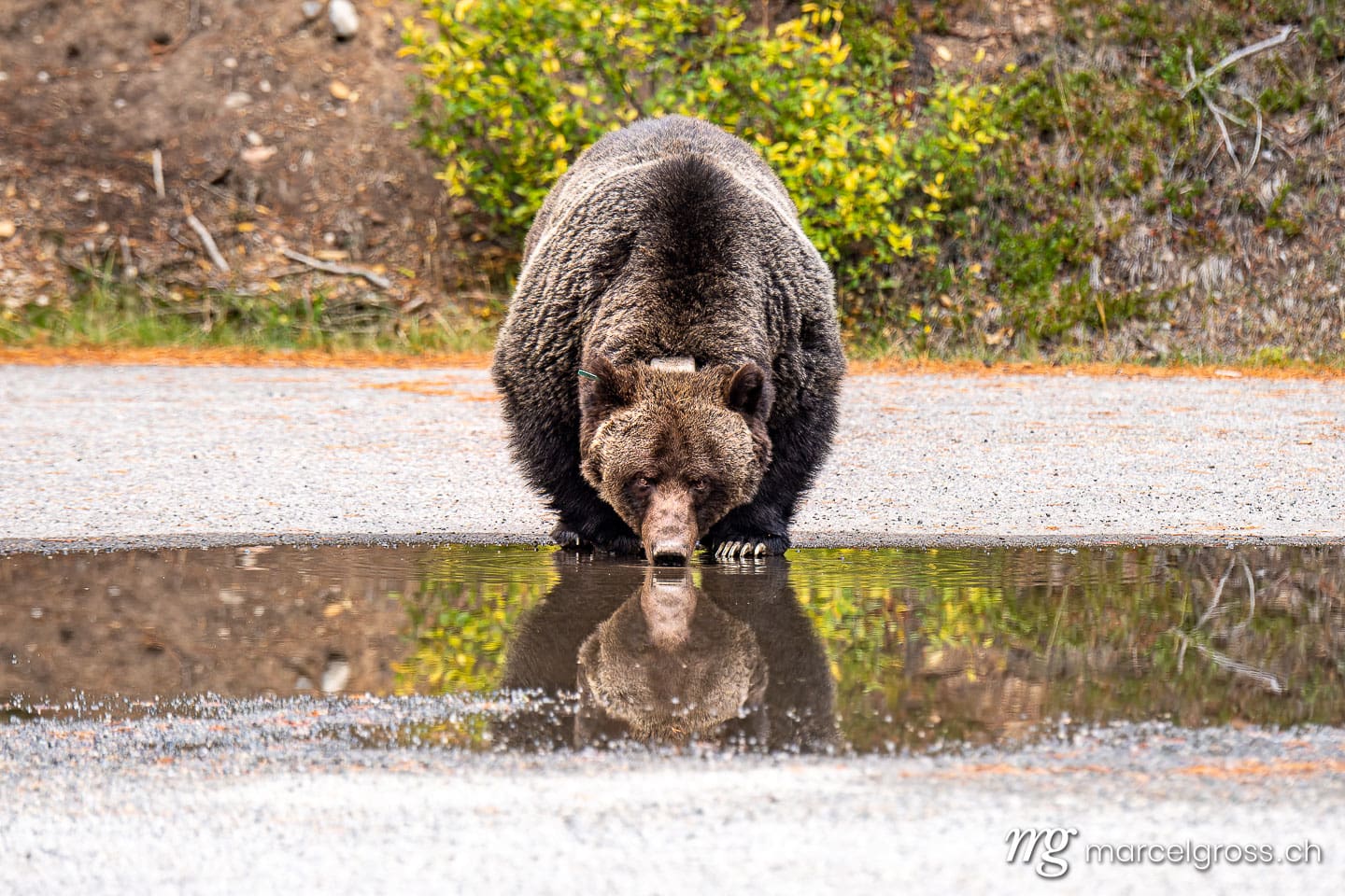 Grizzlybär Bilder. big grizzly bear (Ursus arctos horribilis) in Peter Lougheed Provinical Park. Marcel Gross Photography