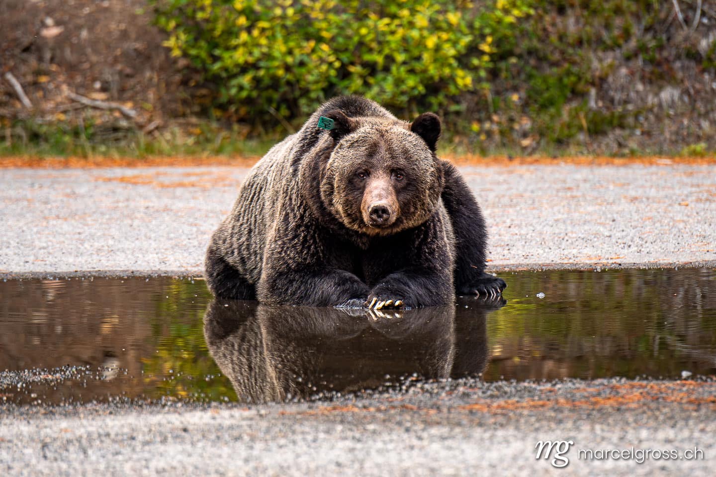 Grizzlybär Bilder. big grizzly bear (Ursus arctos horribilis) in Peter Lougheed Provinical Park. Marcel Gross Photography