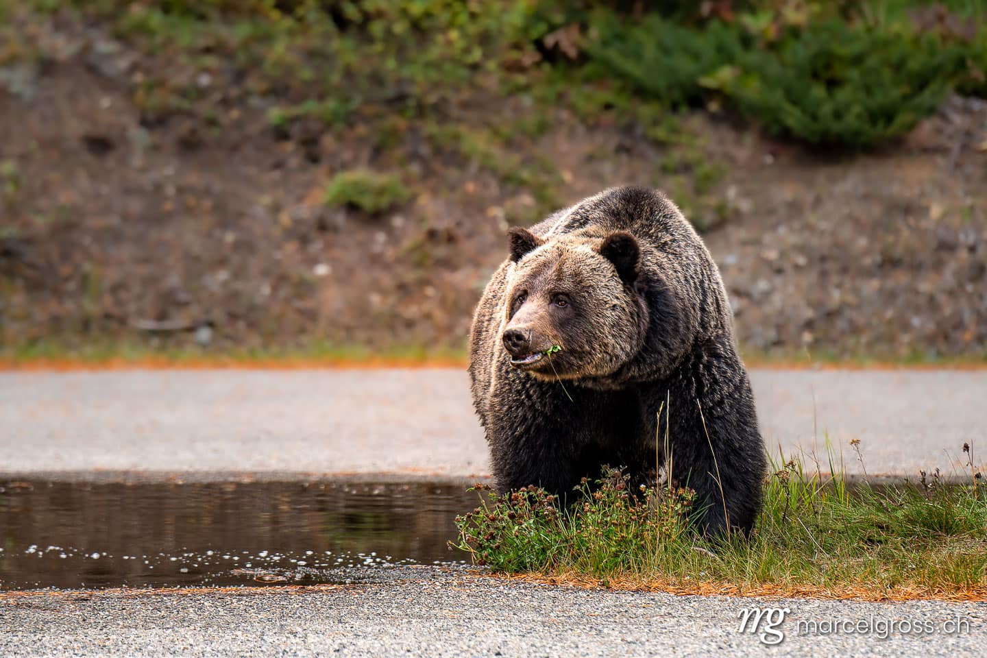 Grizzlybär Bilder. big grizzly bear (Ursus arctos horribilis) in Peter Lougheed Provinical Park. Marcel Gross Photography