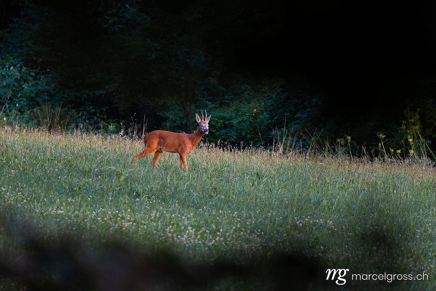 Roe Buck (Capreolus capreolus) in Summer Meadow at Dusk, Emmental Region, Canton Bern, Switzerland. Deer pictures (c) Marcel Gross Photography