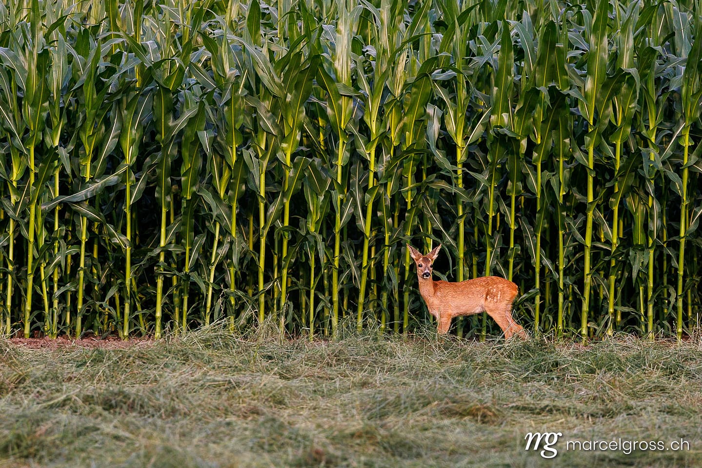 . Deer pictures (c) Marcel Gross Photography