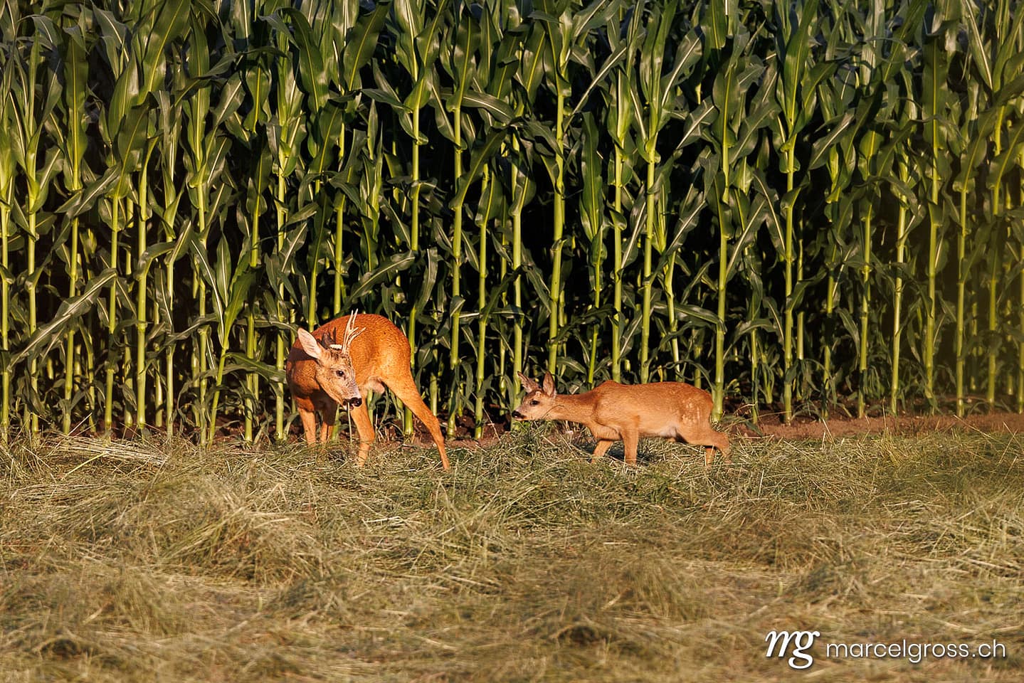 Roe Deer (Capreolus capreolus) with Fawn in Summer Cornfield, Emmental Region, Canton Bern, Switzerland. Deer pictures (c) Marcel Gross Photography