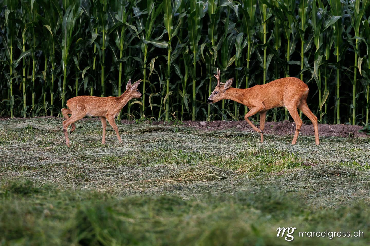 deer pictures. . Marcel Gross Photography