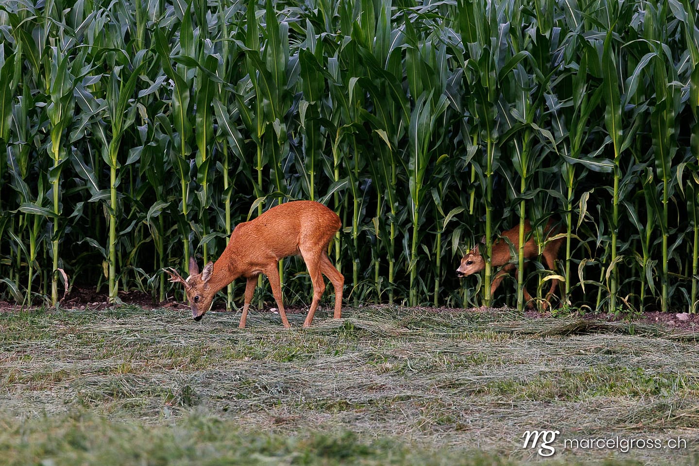 Roe Deer (Capreolus capreolus) and Fawn at Cornfield Edge, Emmental Region, Switzerland. Deer pictures (c) Marcel Gross Photography