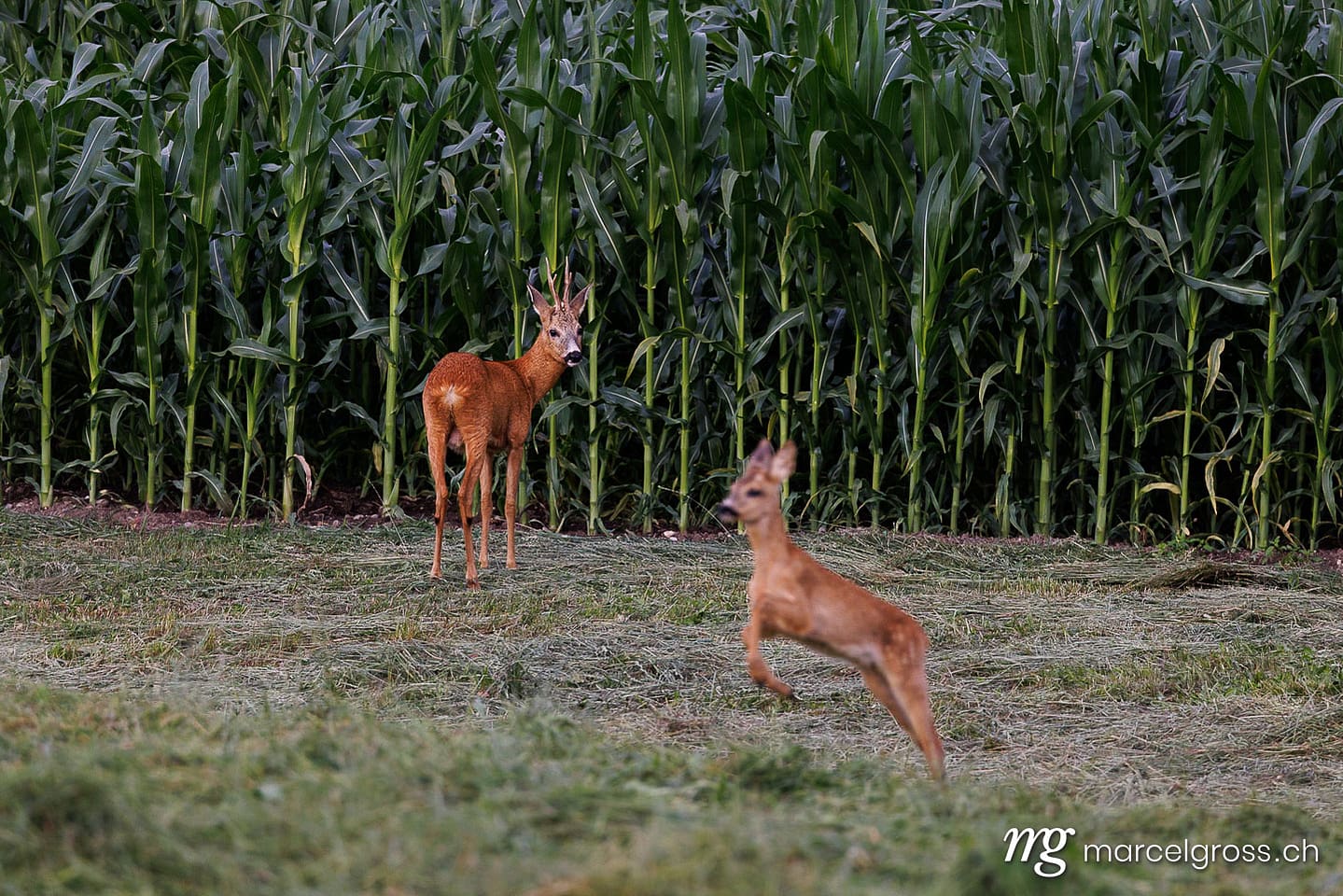 . Deer pictures (c) Marcel Gross Photography