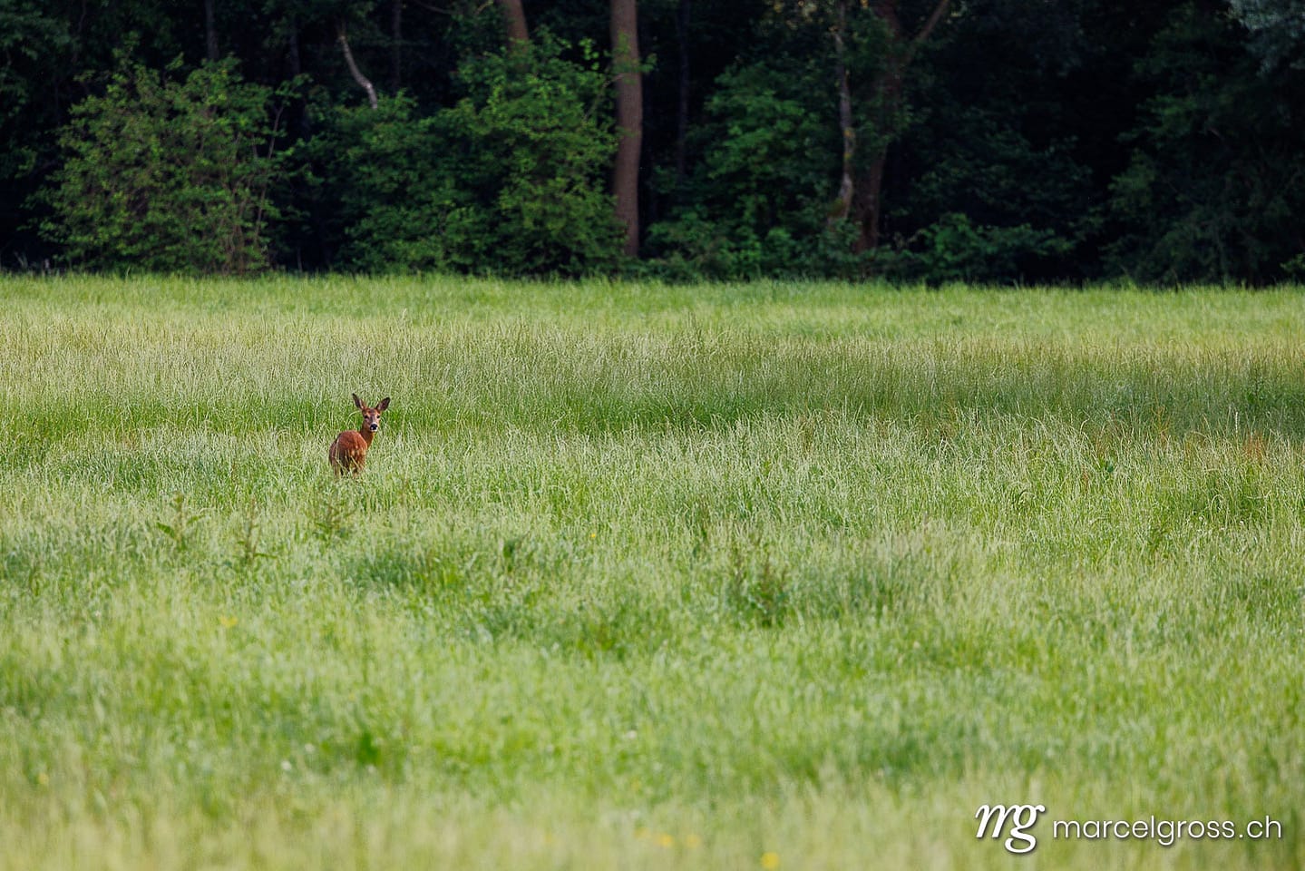 (Capreolus capreolus) in a summer meadow in Reussdelta, Uri. Deer pictures (c) Marcel Gross Photography