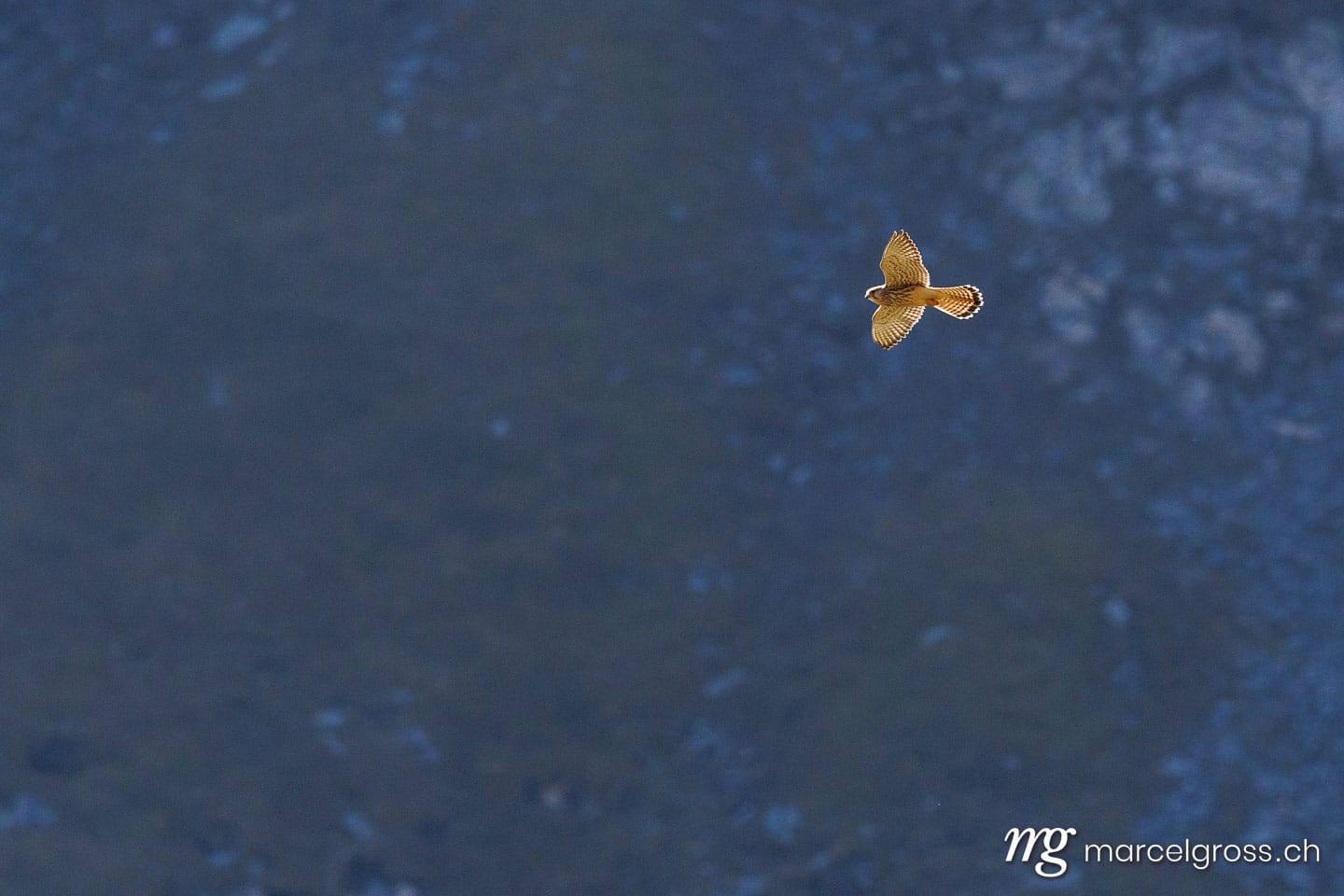 swiss bird pictures. Common kestrel (Falco tinnunculus) near Passo di Gana Negra, Ticino. Marcel Gross Photography