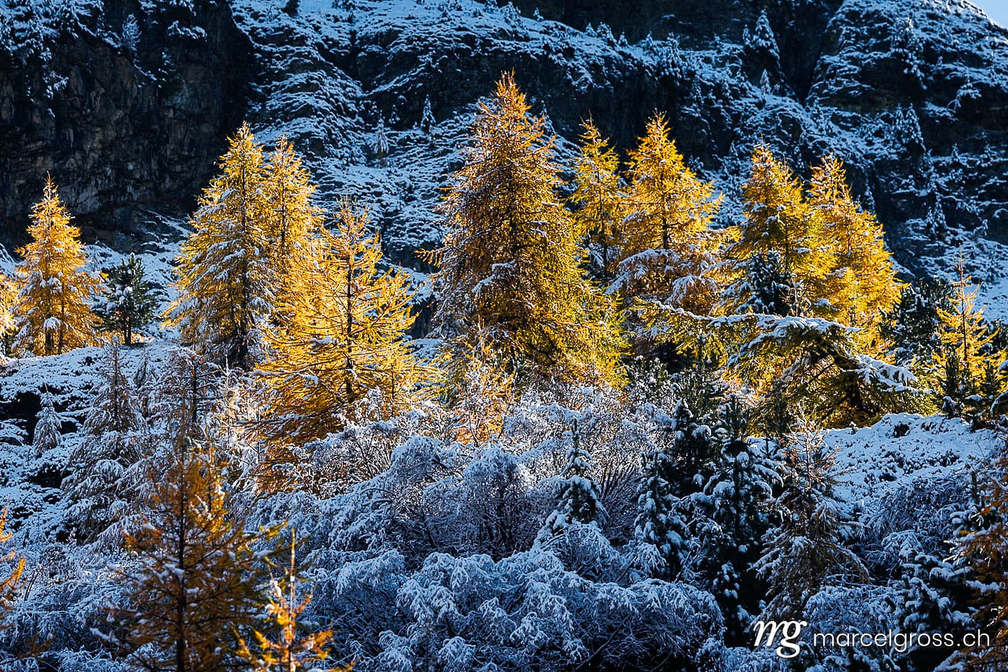 Autumn picture Switzerland. larches in first snow in Engadin, Switzerland. Marcel Gross Photography
