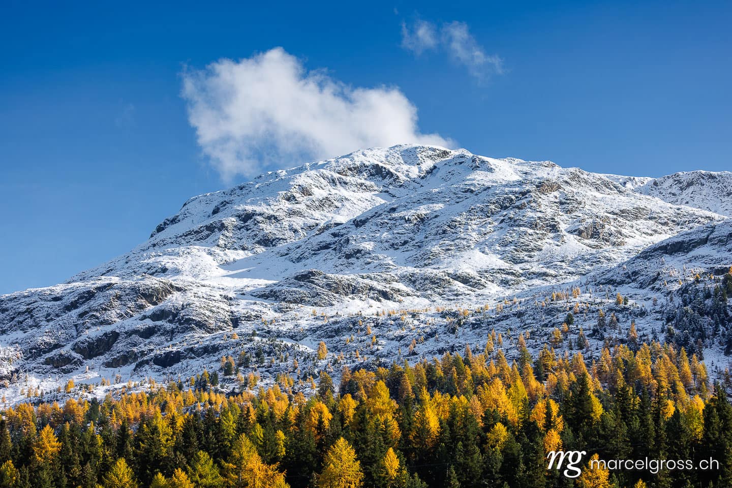 Engadin Bilder. larches in first snow in Engadin, Switzerland. Marcel Gross Photography