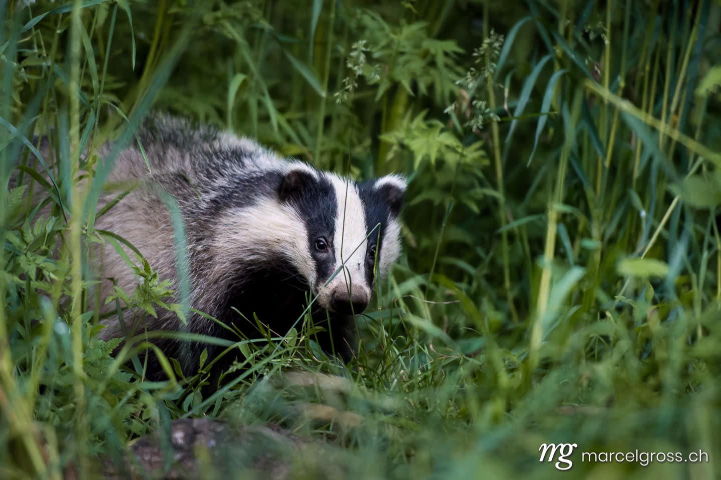 . badger in Emmental. Marcel Gross Photography