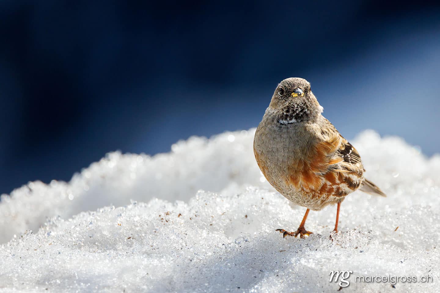 swiss birds. . Marcel Gross Photography