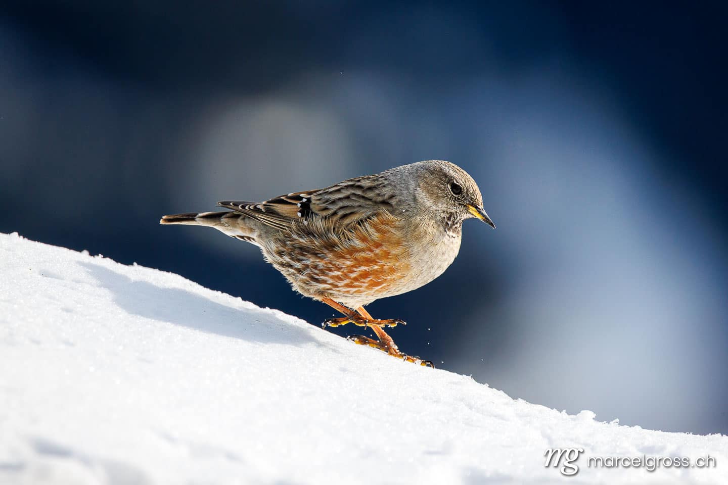 swiss birds. . Marcel Gross Photography