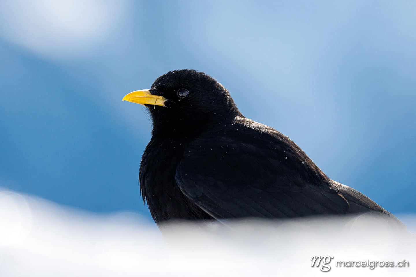 swiss birds. . Marcel Gross Photography