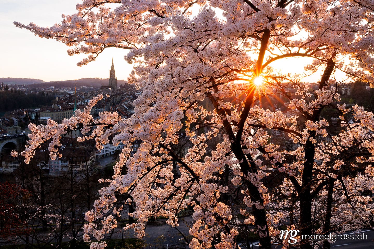 Bern Frühling. Sonnenuntergang während Kirschblüte in Bern. Marcel Gross Photography