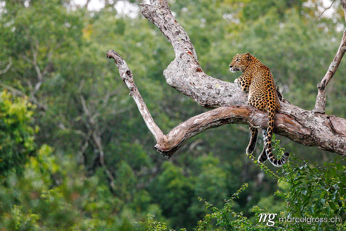 Leoparden Bilder. Female Sri Lankan Leopard in Wilpattu National Park. Marcel Gross Photography