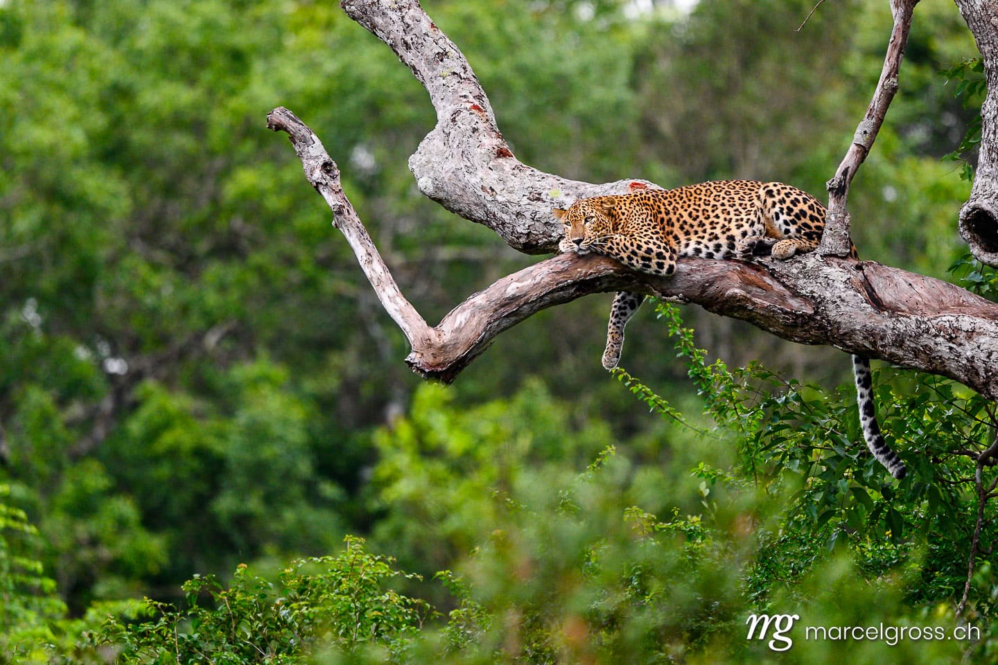 Leoparden Bilder. . Marcel Gross Photography