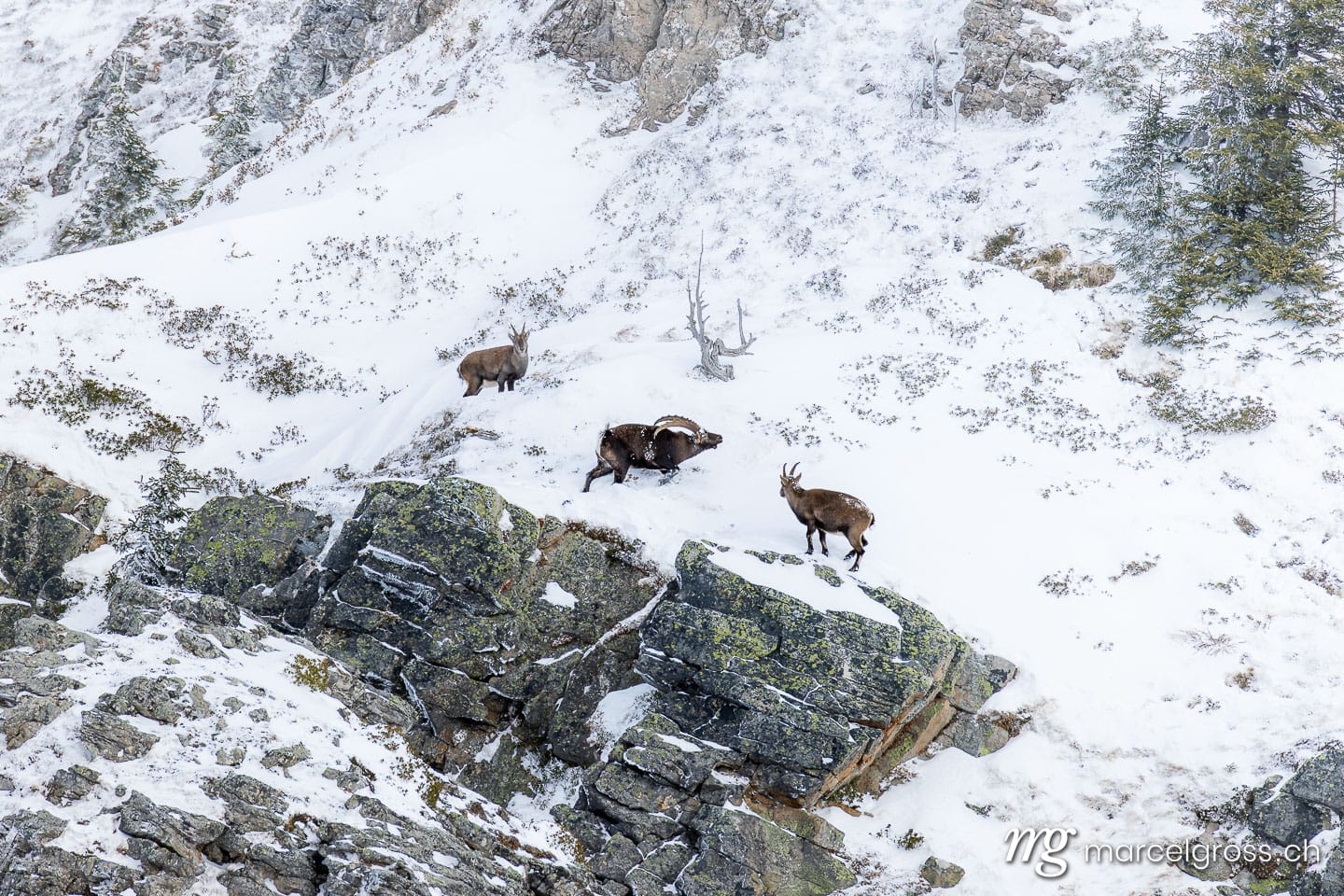Steinbock Winter Schnee. . Marcel Gross Photography