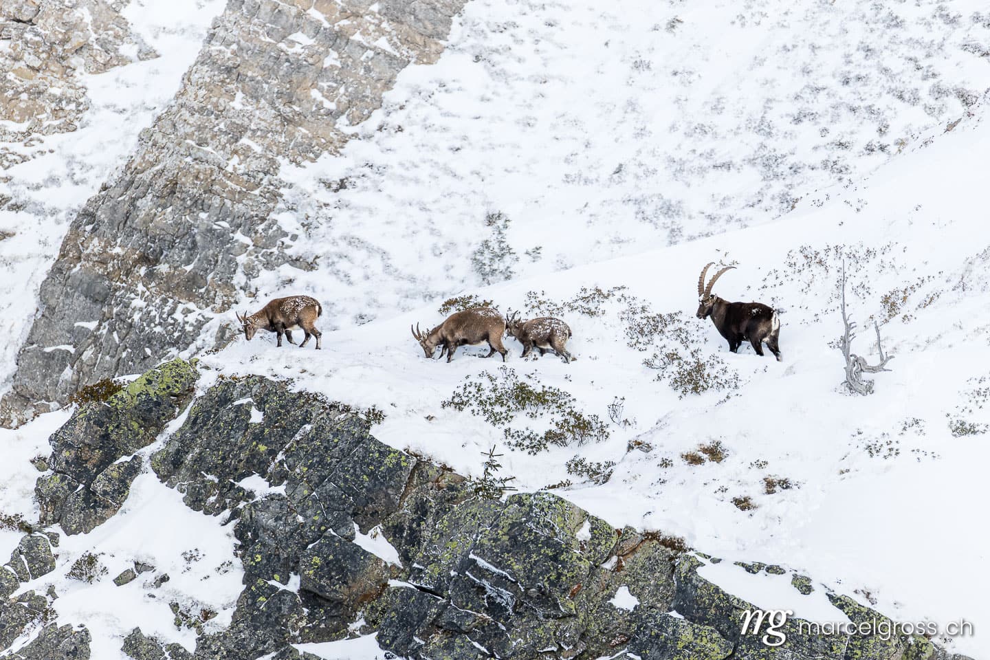 Steinbock Winter Schnee. . Marcel Gross Photography