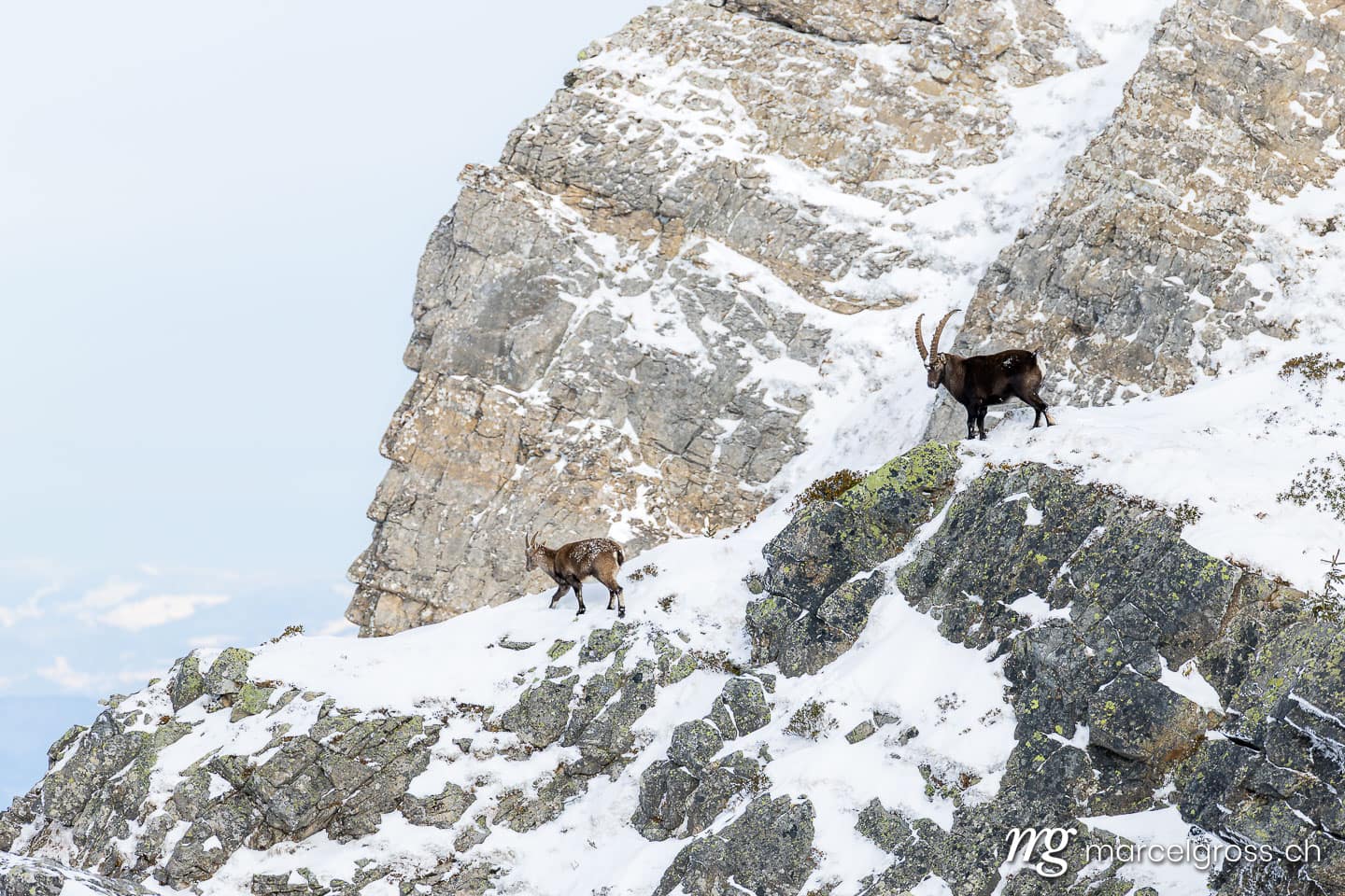 Steinbock Winter Schnee. . Marcel Gross Photography