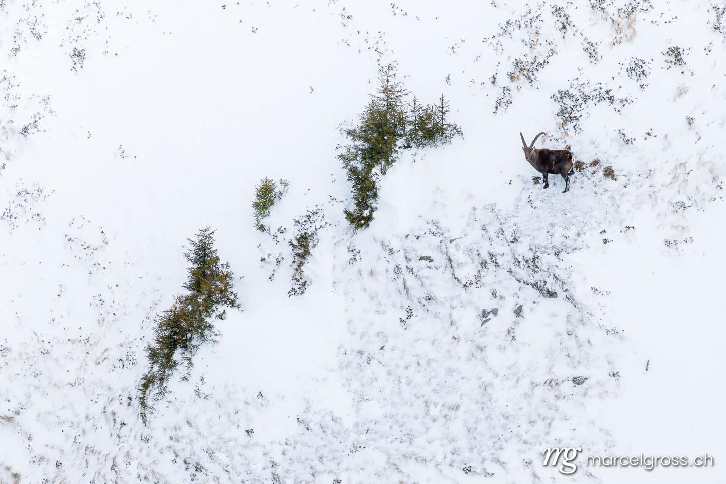Steinbock Winter Schnee. . Marcel Gross Photography