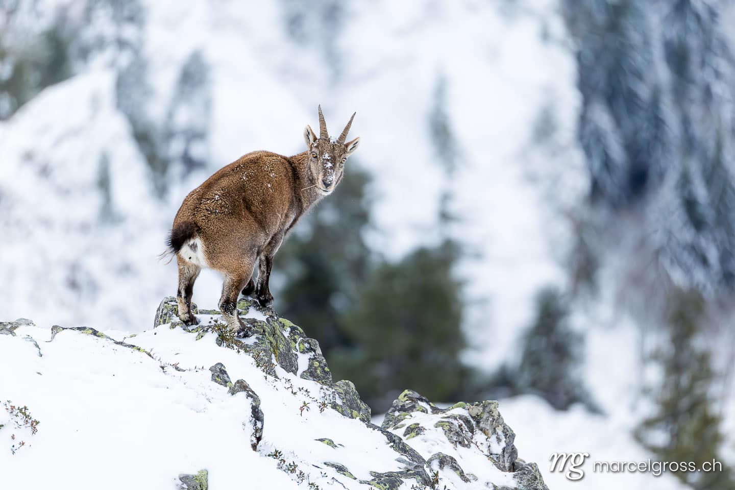 Steinbock Winter Schnee. . Marcel Gross Photography