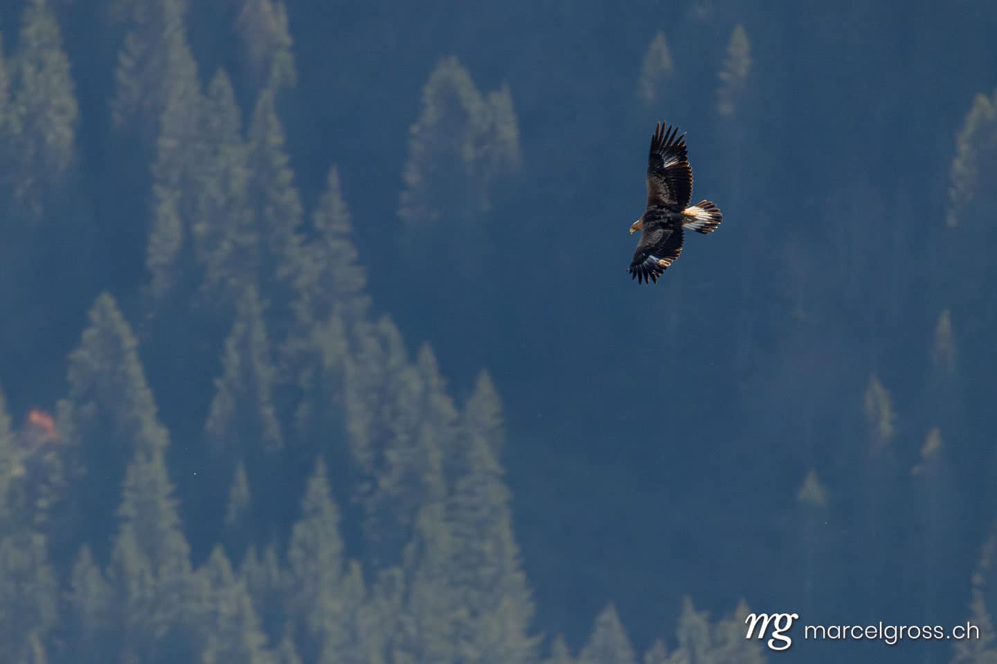Golden eagle (Aquila chrysaetos) soaring above alpine forest in the Alps, Switzerland. (c) Marcel Gross Photography