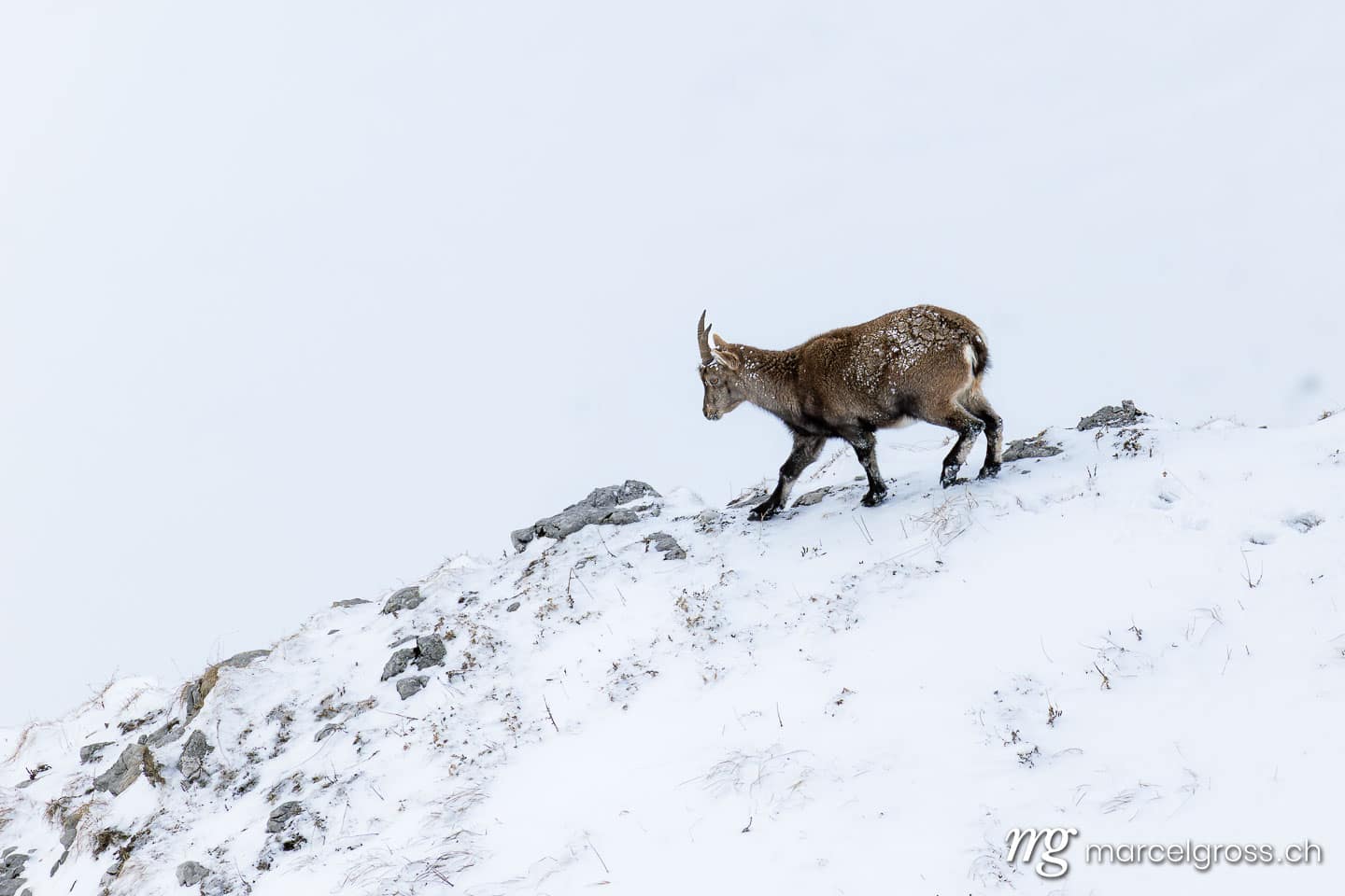 Steinbock Winter Schnee. . Marcel Gross Photography