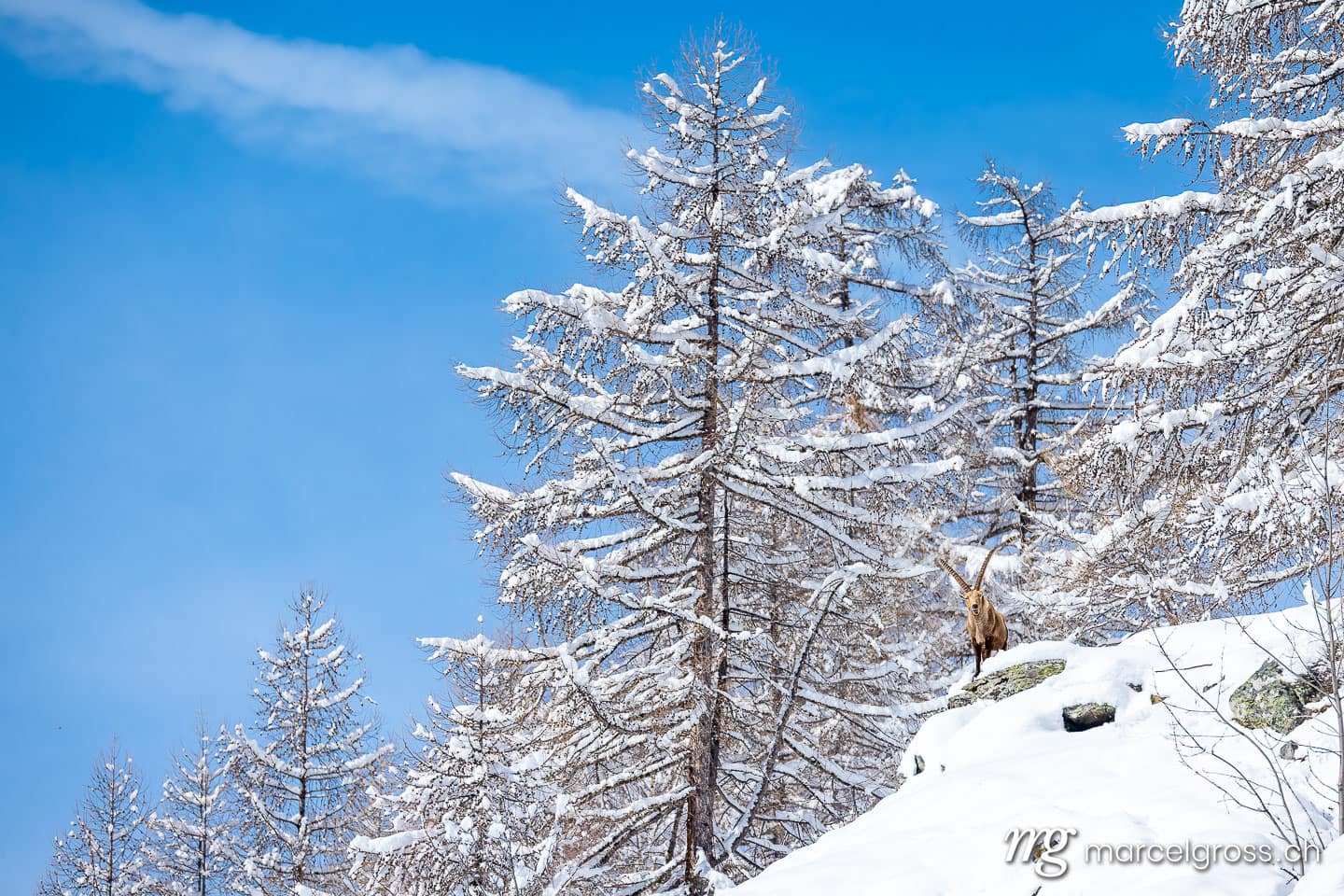 . . Marcel Gross Photography