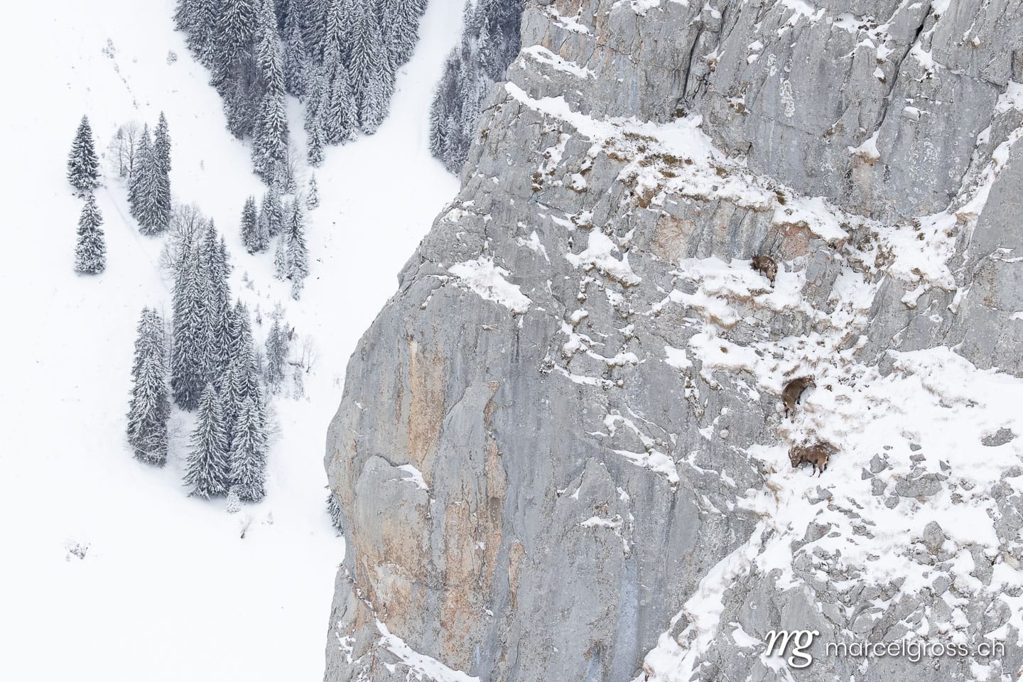 Steinbock Winter Schnee. . Marcel Gross Photography