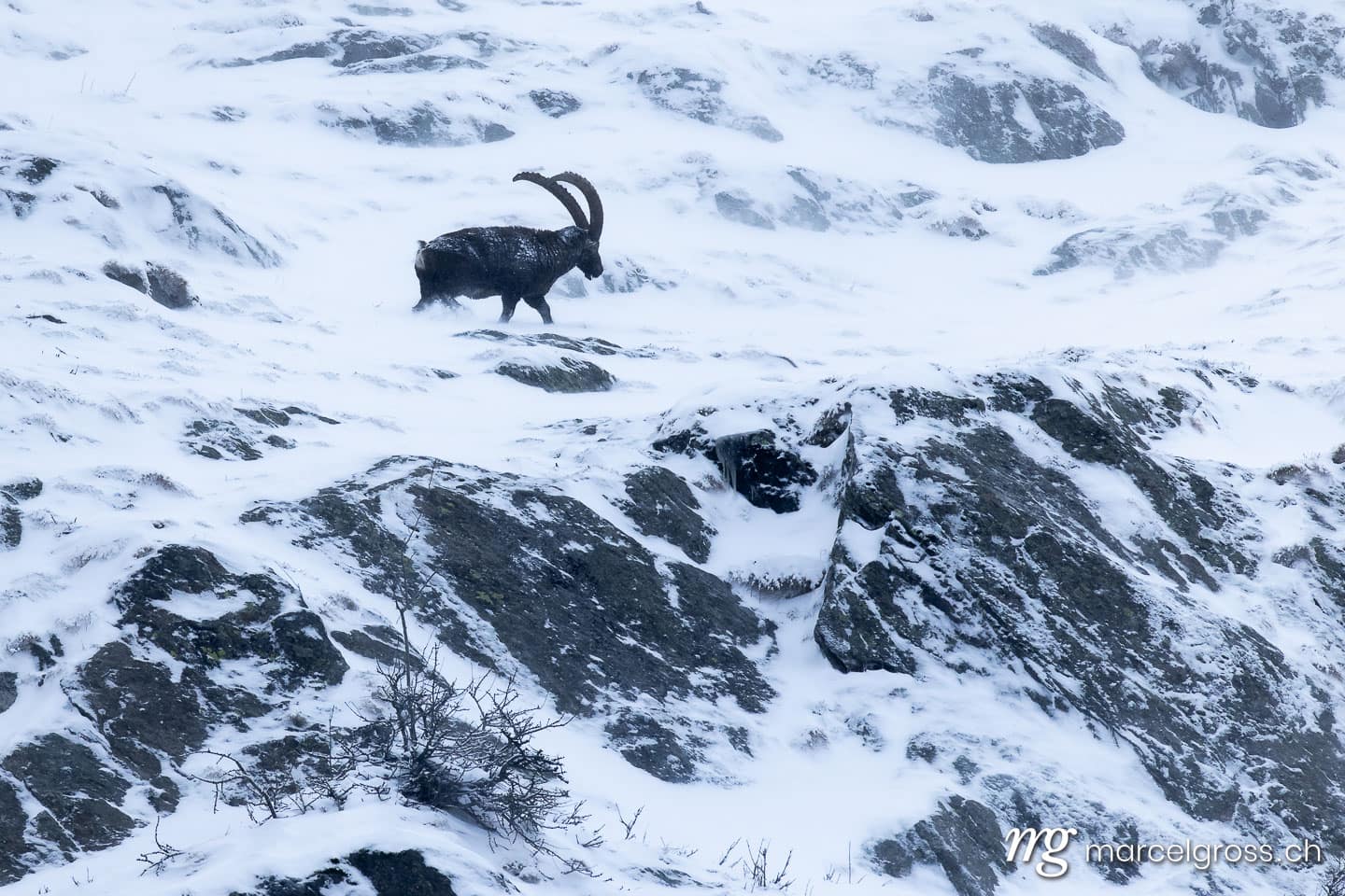 Steinbock Winter Schnee. . Marcel Gross Photography